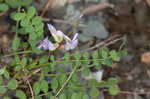 Englemann's milkvetch